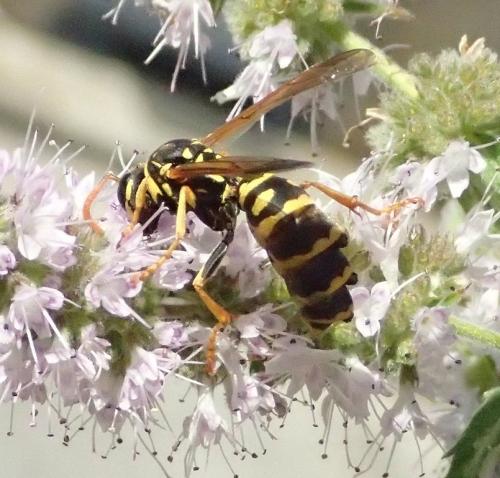Réf. 168 640 : Polistes dominula