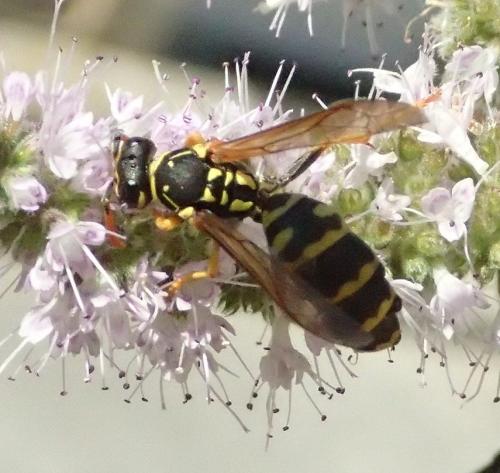 Réf. 168 639 : Polistes dominula