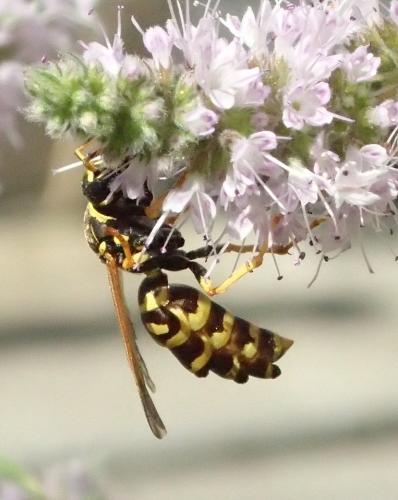 Polistes dominula
