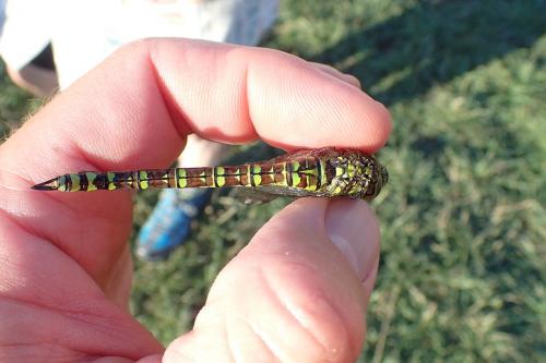 Aeshna cyanea