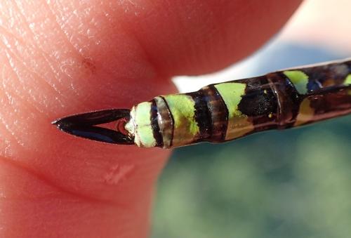 Aeshna cyanea