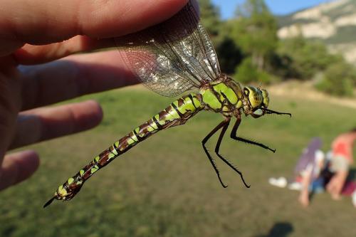 Aeshna cyanea