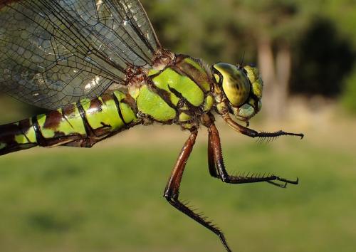 Aeshna cyanea