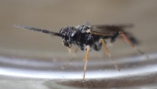 Emphytus rufocinctus