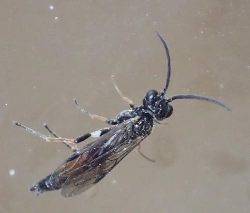 Emphytus rufocinctus