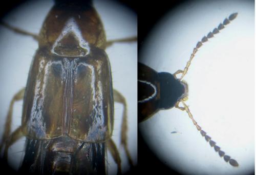 Lordithon trinotatus