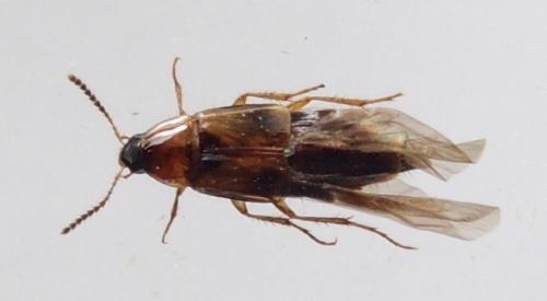 Lordithon trinotatus