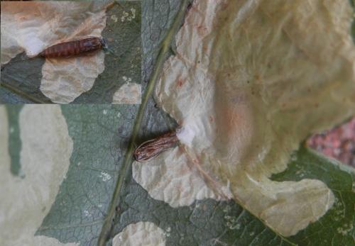 Tischeria ekebladella