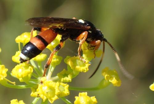Réf. 168 880 : Ichneumon sarcitorius