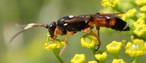 Réf. 168 879 : Ichneumon sarcitorius