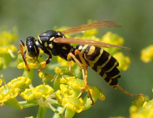 Polistes dominula