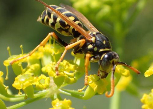 Polistes dominula