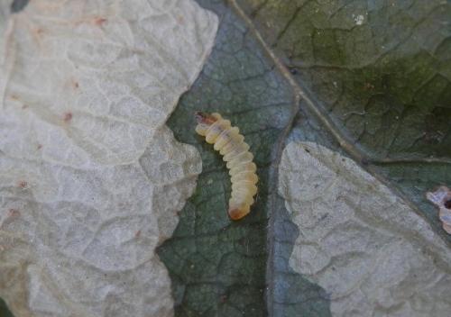 Tischeria ekebladella