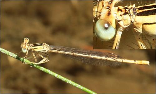 Platycnemis latipes