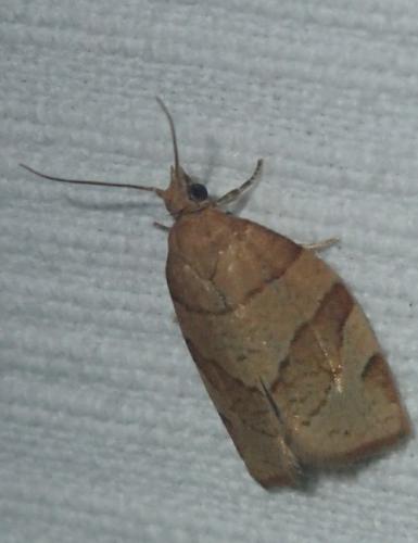 Pandemis cerasana
