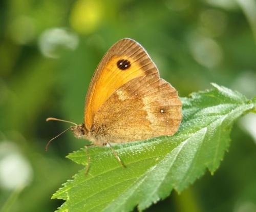 Réf. 168 892 : Pyronia tithonus
