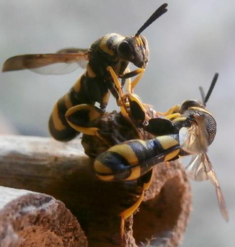 Réf. 168 744 : Leucospis dorsigera