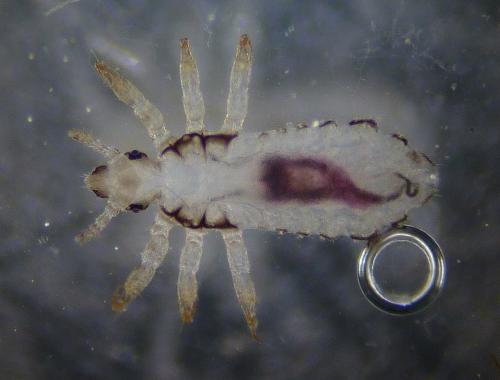 Pediculus humanus