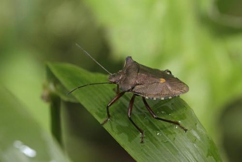 Réf. 168 153 : Pentatoma rufipes