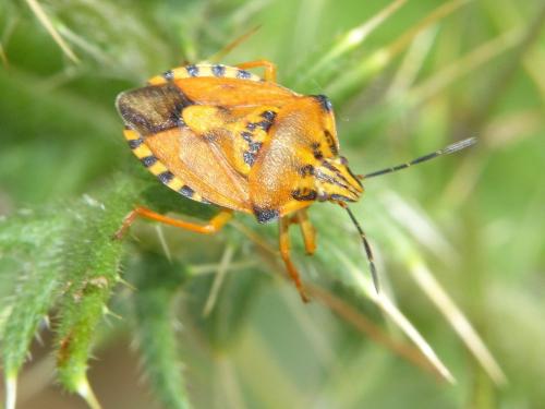 Réf. 168 489 : Carpocoris pudicus