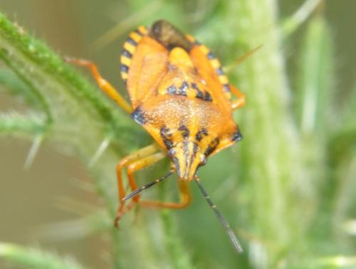Carpocoris pudicus