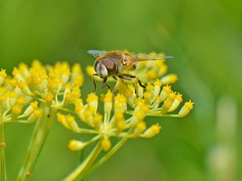 Eristalis arbustorum