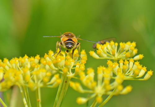 Eristalis arbustorum