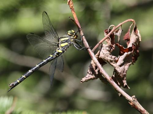 Réf. 168 884 : Cordulegaster bidentata