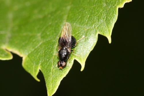 Réf. 168 616 : Pachygaster atra