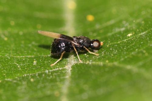 Pachygaster atra