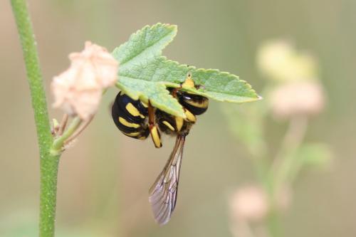 Anthidium florentinum
