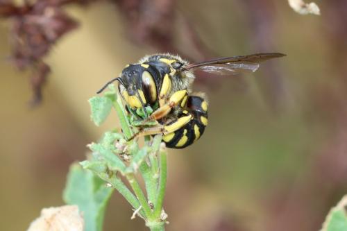Anthidium florentinum