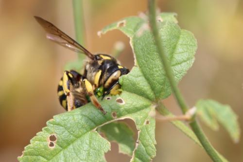 Anthidium florentinum