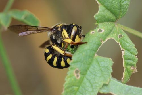 Anthidium florentinum