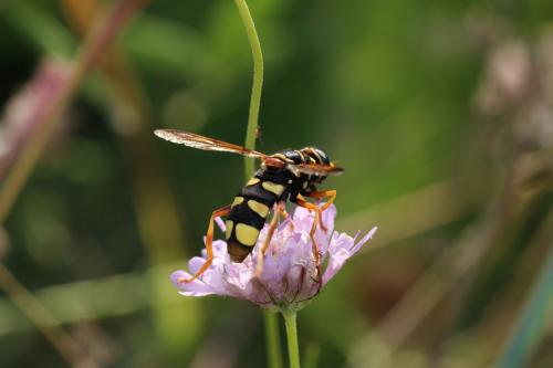 Milesia semiluctifera