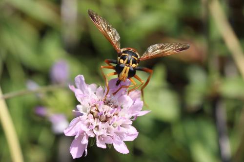 Milesia semiluctifera
