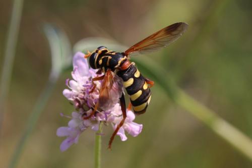 Milesia semiluctifera