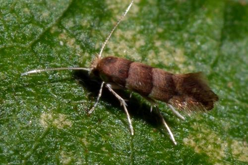 Phyllonorycter nicellii