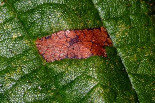 Phyllonorycter nicellii