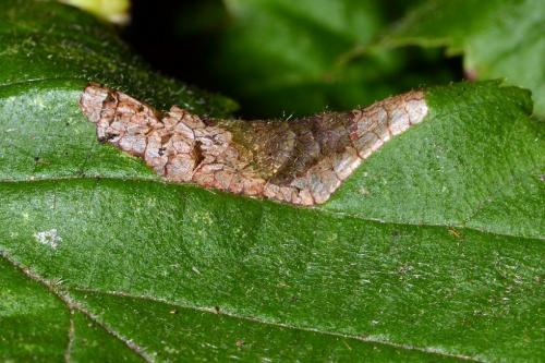 Phyllonorycter nicellii