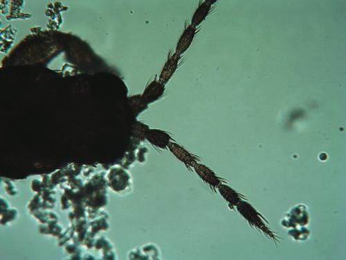 Thrips major