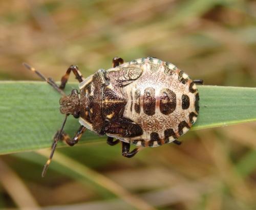 Pinthaeus sanguinipes