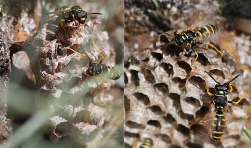 Réf. 168 574 : Polistes biglumis