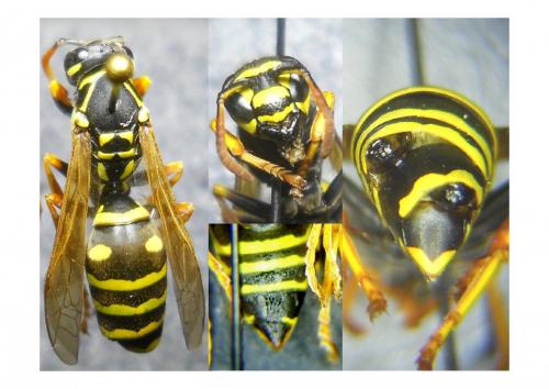 Réf. 168 452 : Polistes nimpha