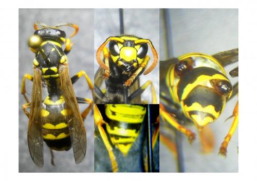 Polistes dominula