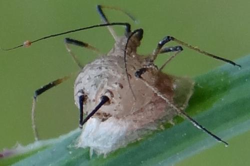 Praon sp.