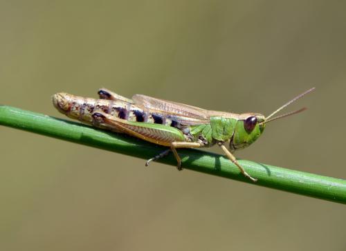 Pseudochorthippus sp.