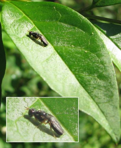 Chyliza extenuata