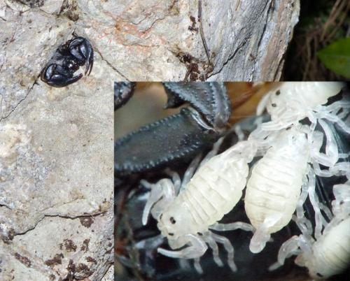 Euscorpius flavicaudis