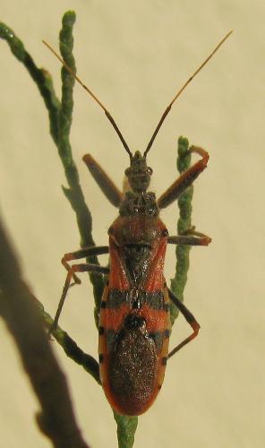 Réf. 168 107 : Callistodema fasciatum